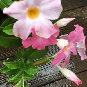 Meet your Posher, June